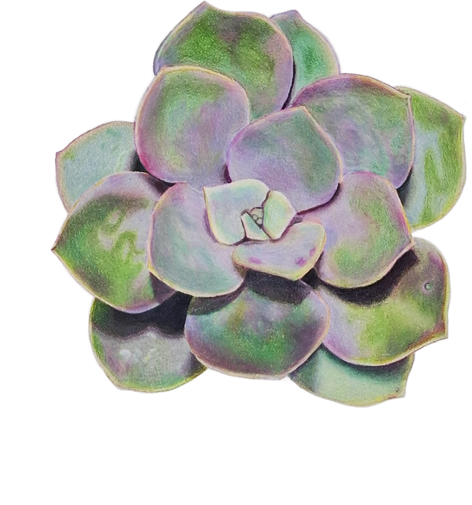 Planta