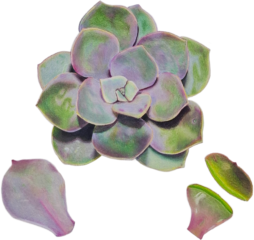 Suculenta 2